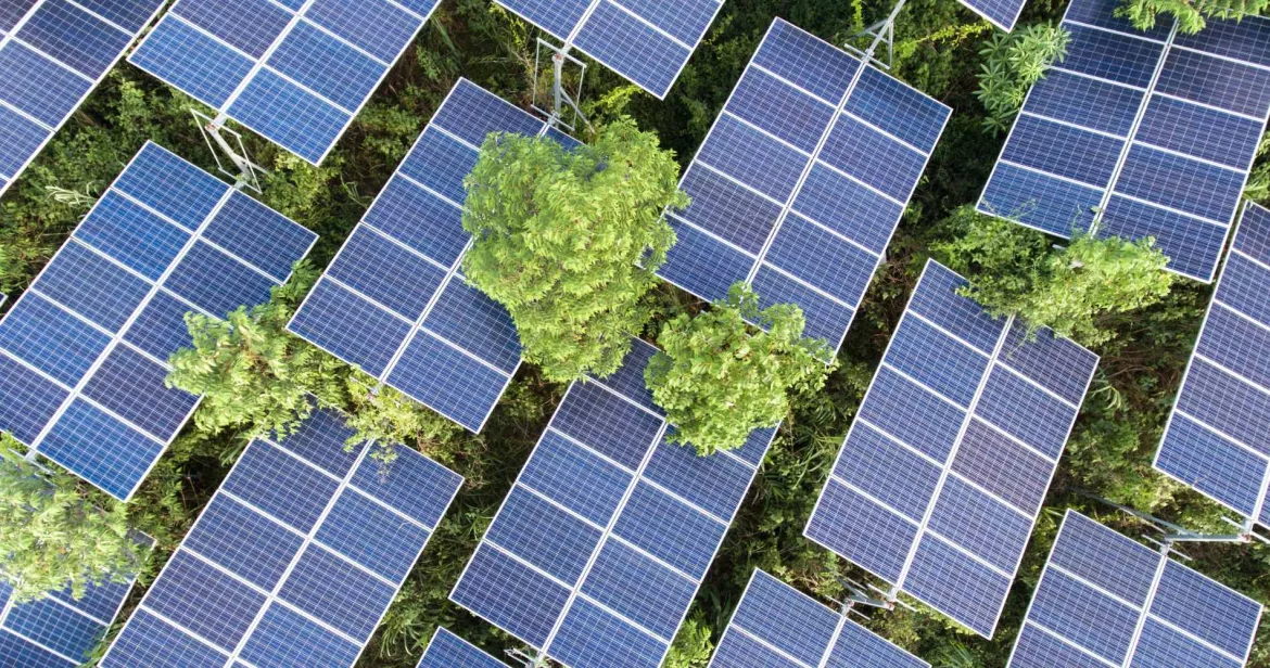 Solar Panels and Trees from Above
