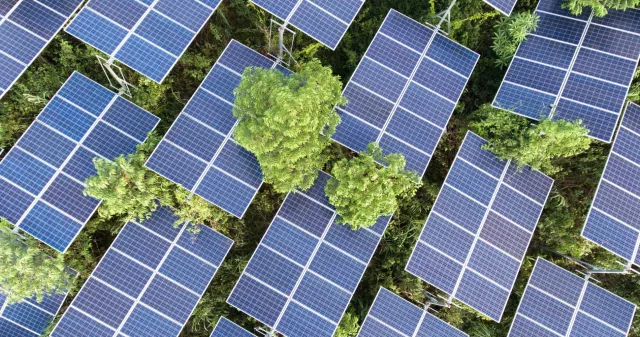 Solar Panels and Trees from Above
